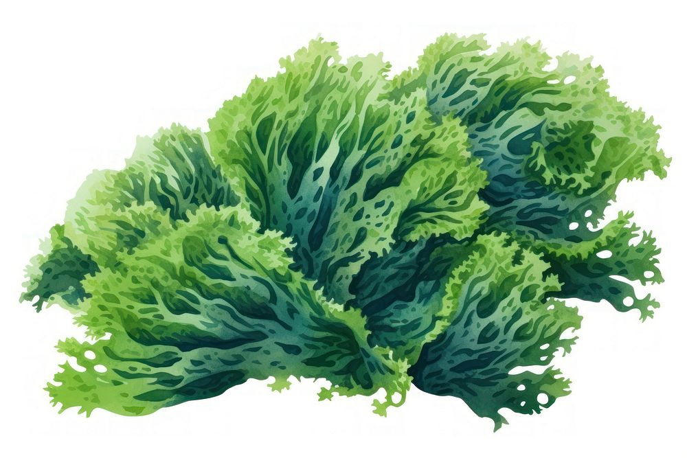 Seaweed vegetable lettuce plant.