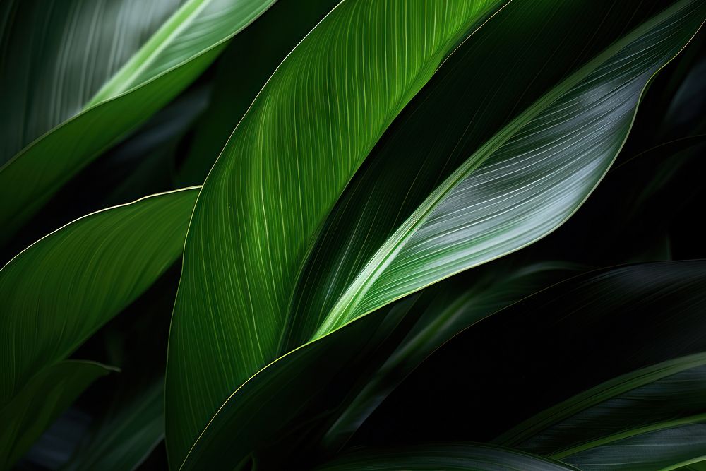 Foliage backgrounds plant green.