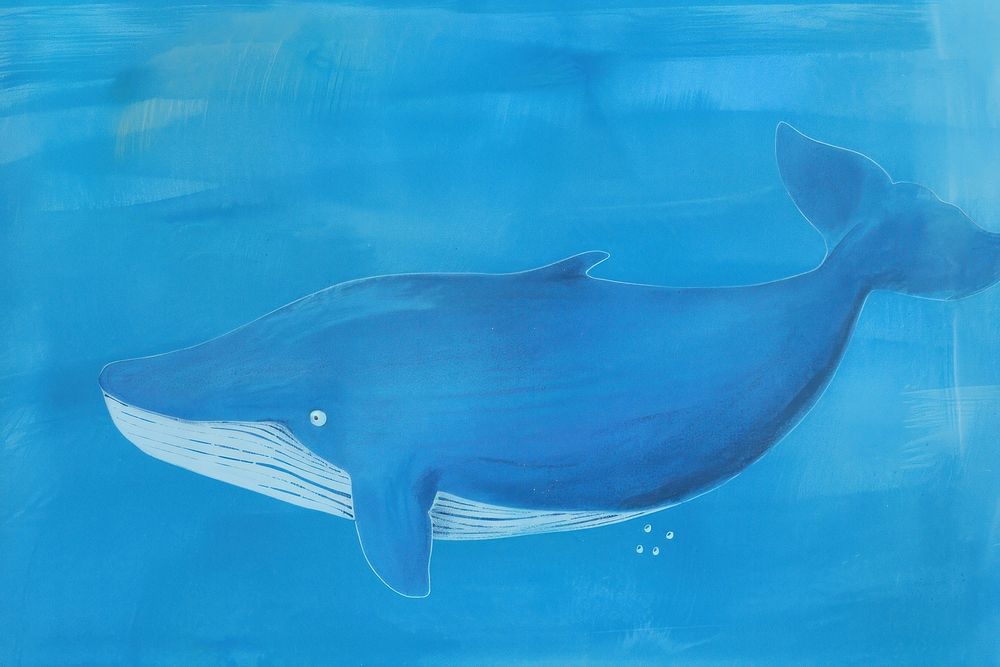 Blue whale animal mammal fish.