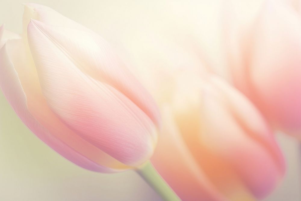 Tulip shaped backgrounds blossom flower.