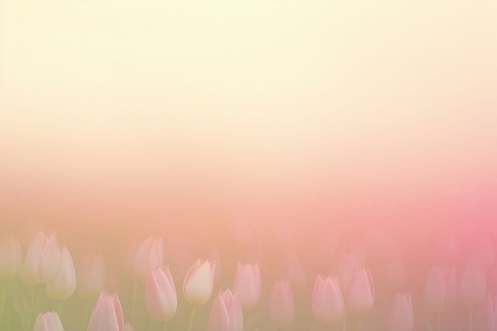 Tulip shaped backgrounds outdoors nature.