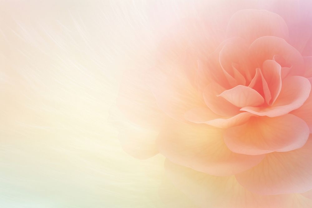 One rose lobe shaped backgrounds flower petal.