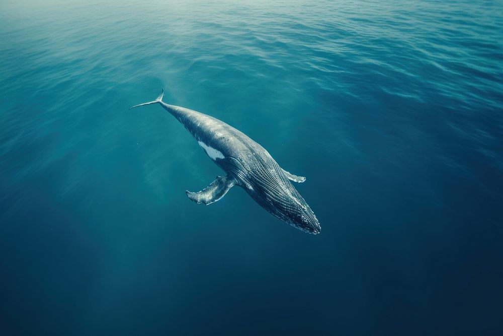 Whale animal mammal ocean.