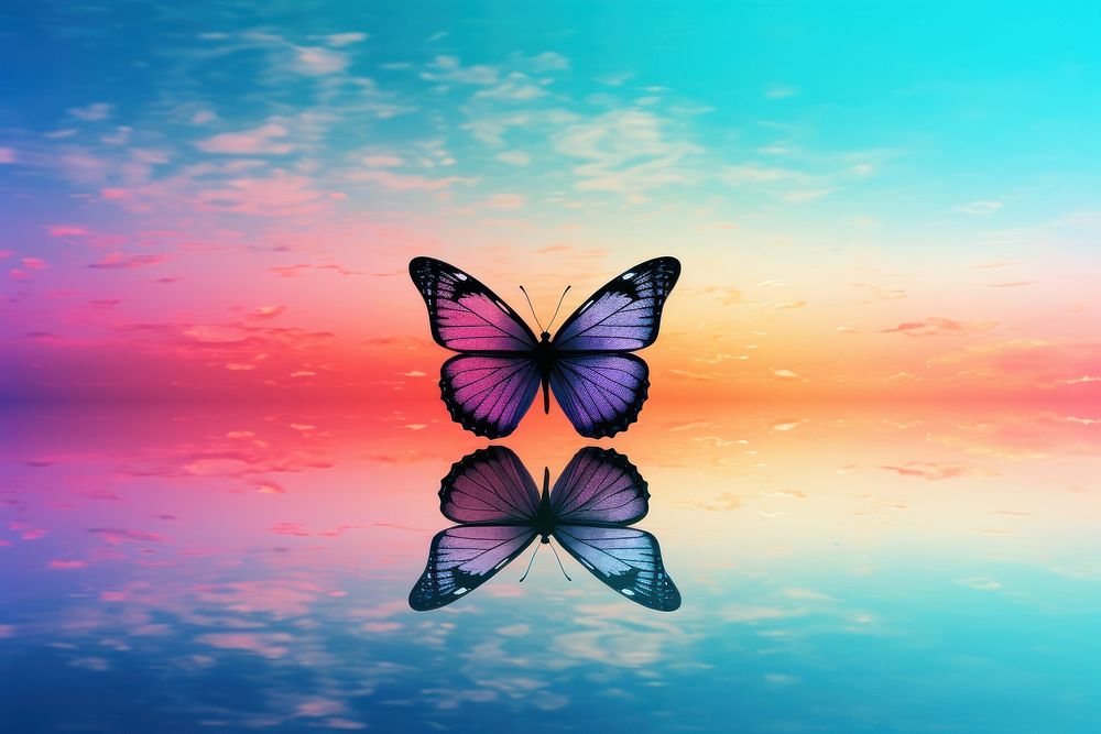 Colorful Silhouette butterfly outdoors animal insect.