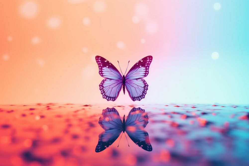 Colorful Silhouette butterfly shaped outdoors animal insect.