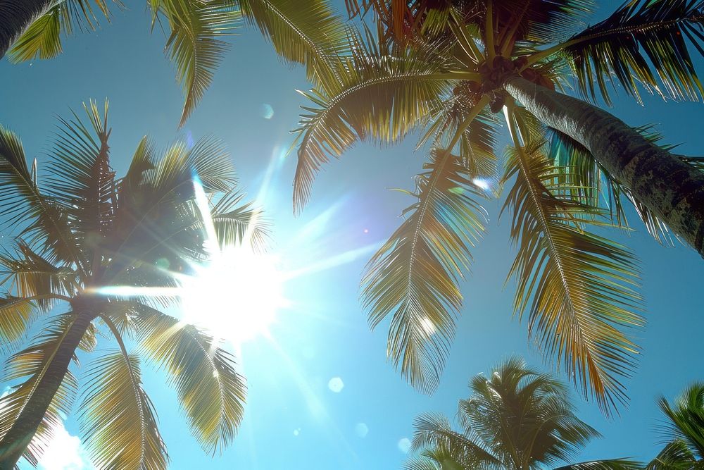 A groups of coconut trees with blue sky sun sunlight outdoors.