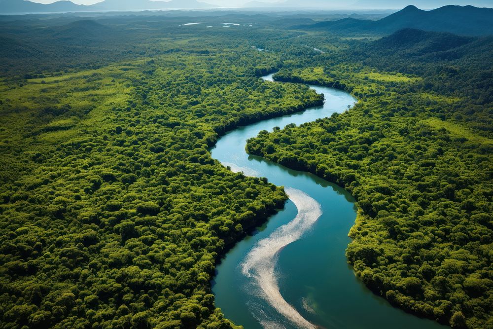 Rainforest river vegetation outdoors.