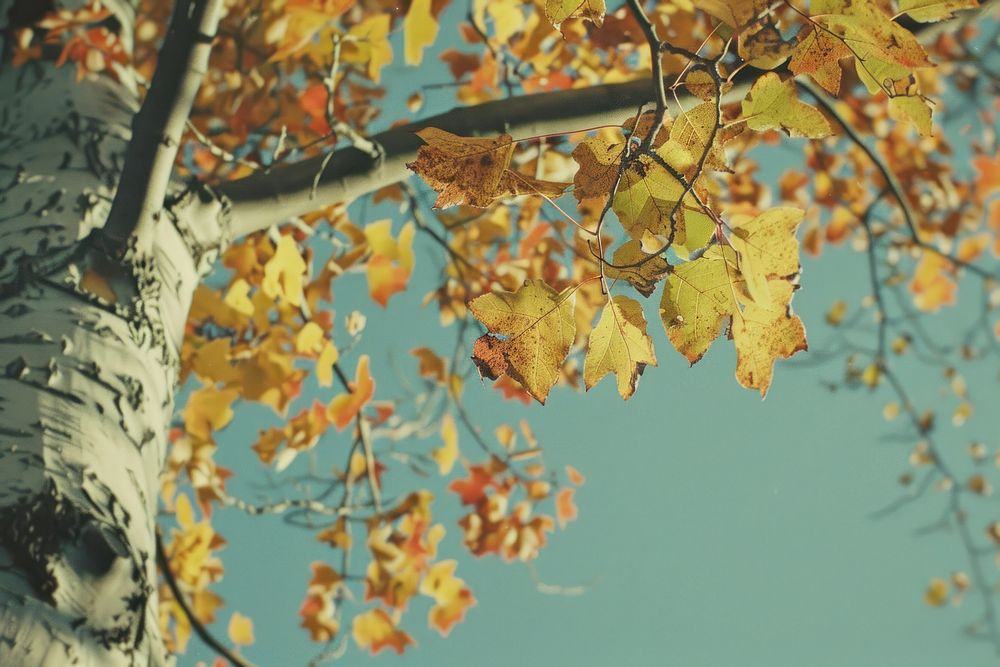 Fall trees outdoors autumn nature.