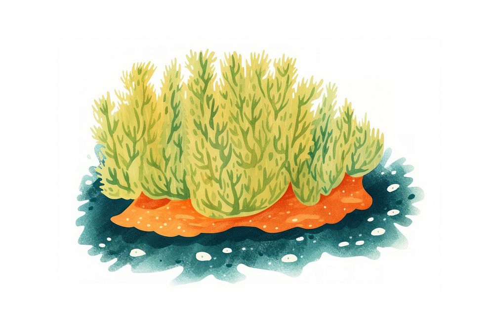 Seaweed outdoors nature invertebrate.
