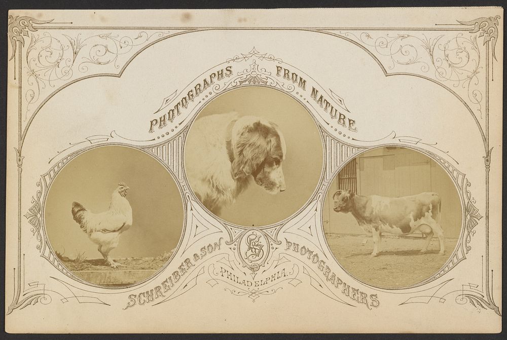 Dog, chicken, and cow by George Francis Schreiber