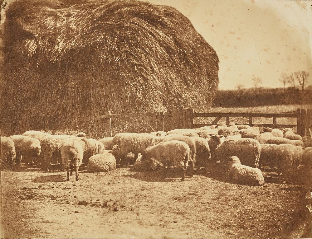 Sheep in a pen by John Whistler