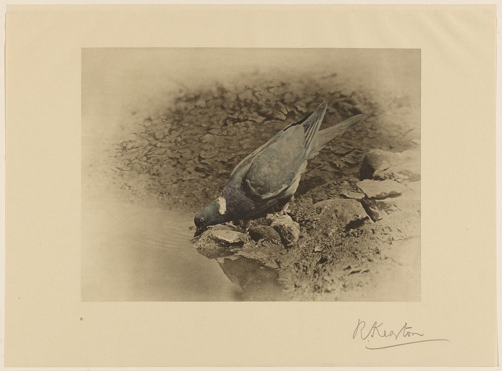 Ring Dove, or Wood Pigeon by Richard Kearton