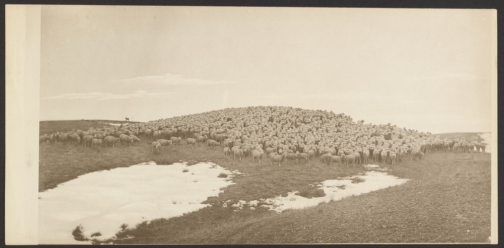 Sheep on Winter Range, Breaks of Yellowstone by Laton Alton Huffman