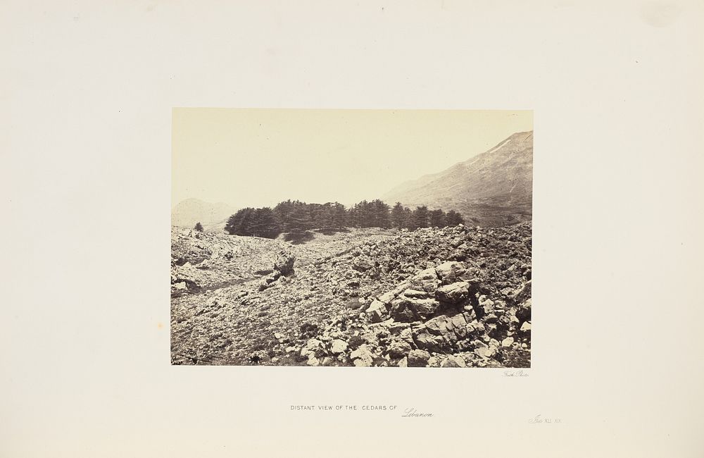 Distant View of the Cedars of Lebanon by Francis Frith