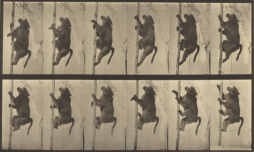 Animal Locomotion by Eadweard J Muybridge