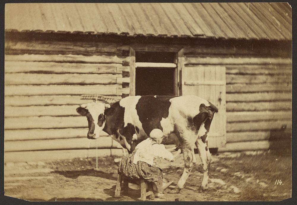 Milking a cow by William Carrick