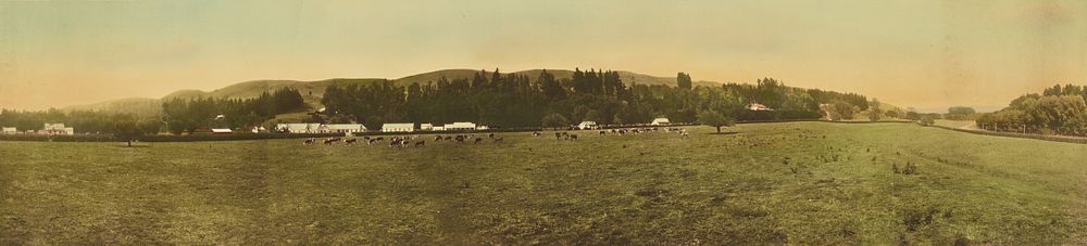 Panoramic view of cows at pasture by R P Moore