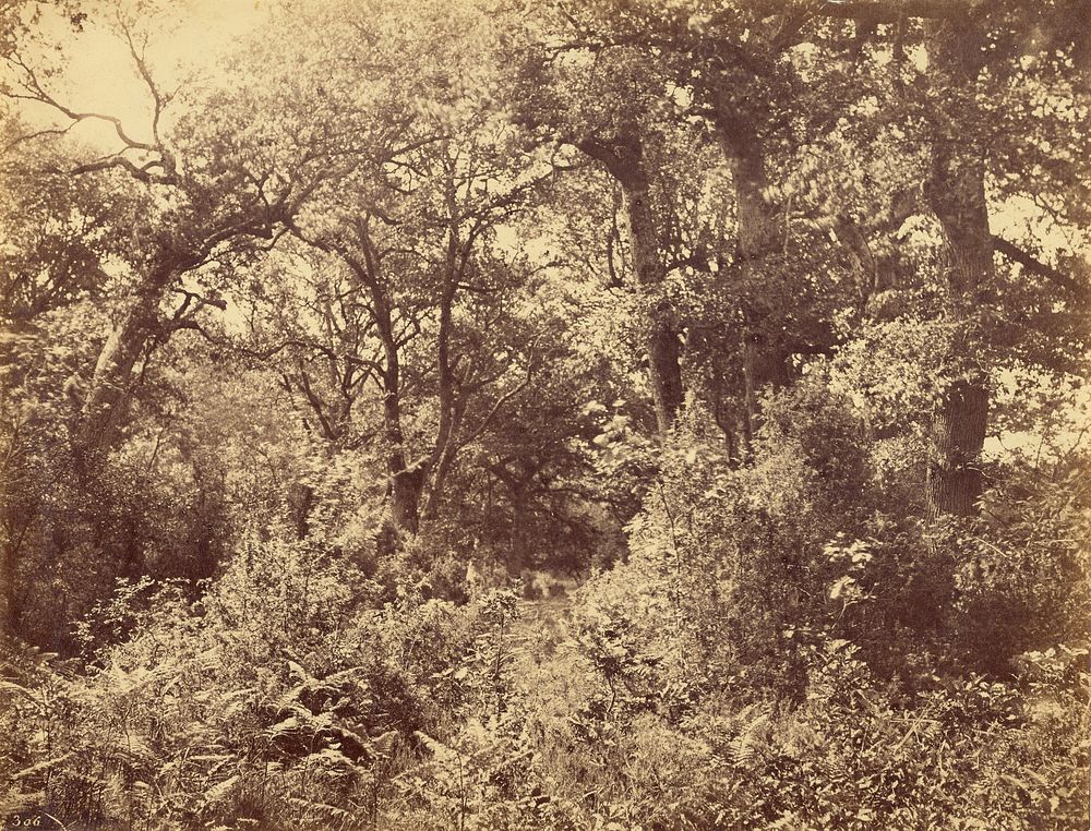 Forest Scene by Eugène Cuvelier