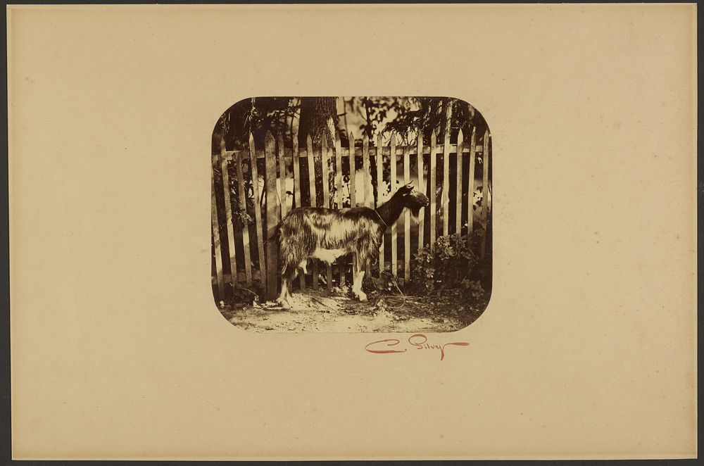 Goat by Camille Silvy