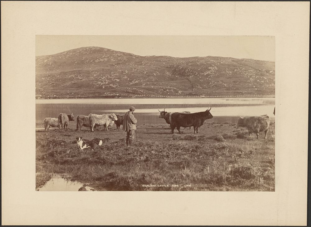 Highland Cattle by George Washington Wilson