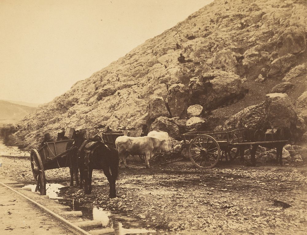 Cattle & Carts, Leaving Balaklava by Roger Fenton