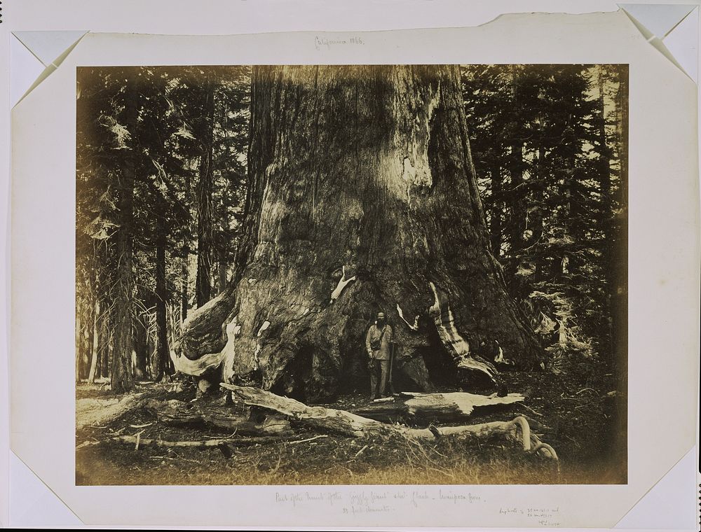 Part of the Trunk of the "Grizzly Giant" with Clark - Mariposa Grove - 33 feet diameter by Carleton Watkins