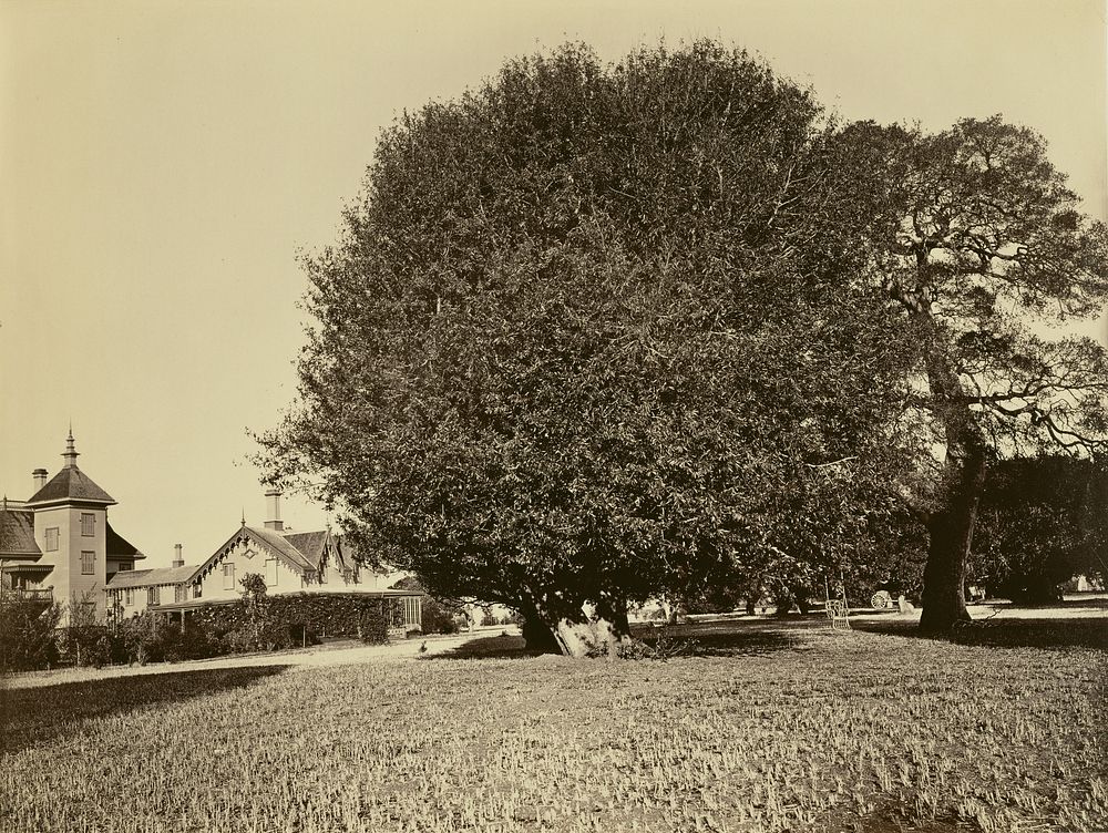 Residence of Mr. Howard, San Mateo, California, with Olive Tree by Carleton Watkins