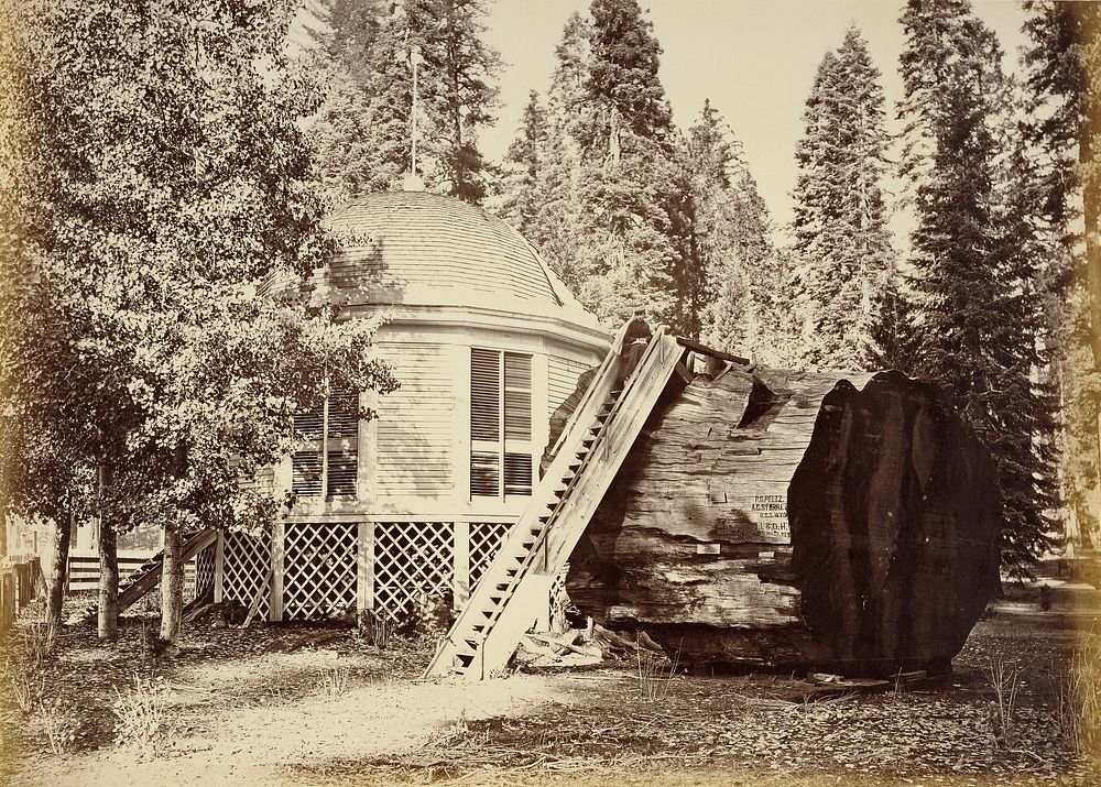 The Pavillion on the Stump, 28 ft. Diam. by Carleton Watkins
