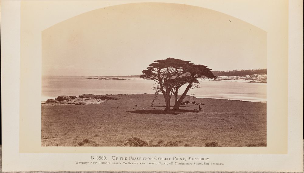 Up the Coast from Cypress Point, Monterey by Carleton Watkins