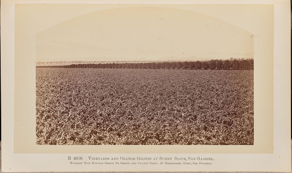 Vineyards and Orange Groves at Sunny Slopes, San Gabriel by Carleton Watkins