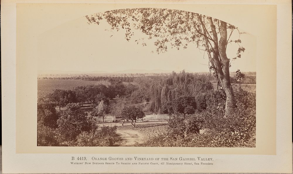 Orange Groves and Vineyards of the San Gabriel Valley by Carleton Watkins