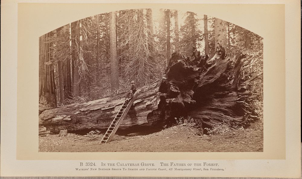In the Calaveras Grove. The Father of the Forest by Carleton Watkins