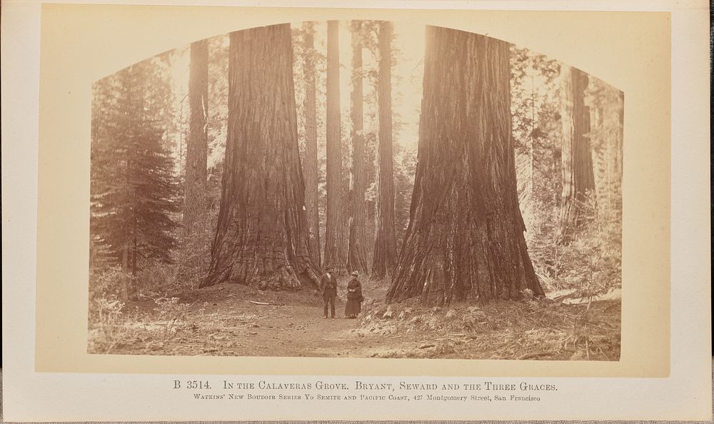 In the Calaveras Grove. Bryant, Seward and The Three Graces by Carleton Watkins