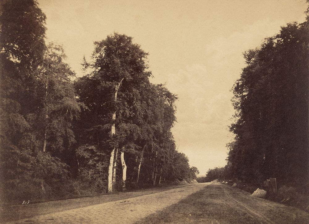 Route de Chailly, Fontainebleau by Gustave Le Gray