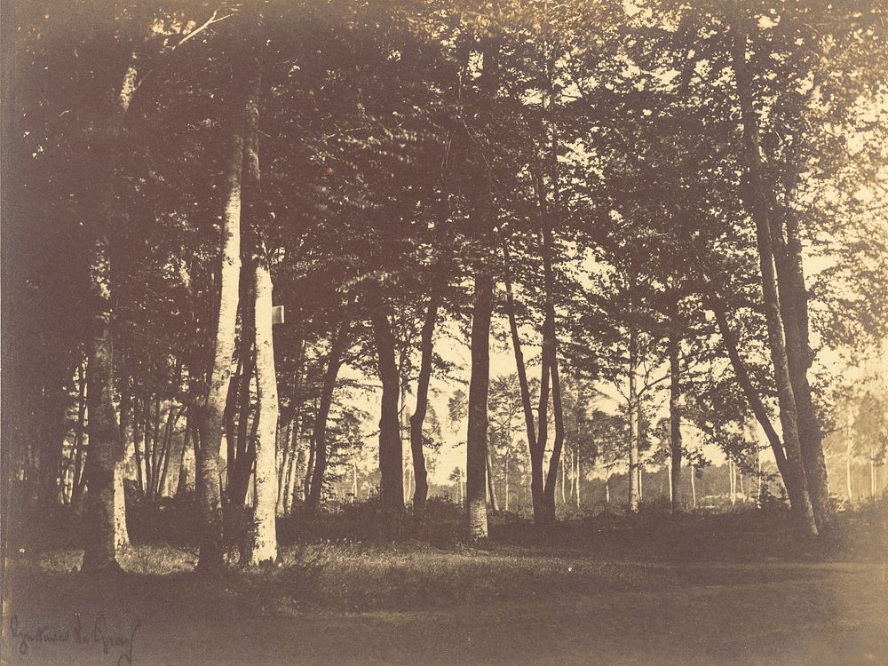 Curtain of Trees by Gustave Le Gray