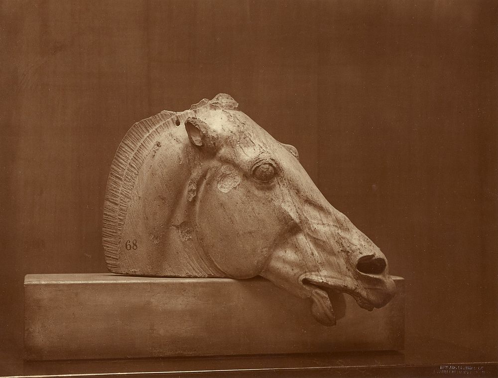 Head of a Horse from the Pediment of the Parthenon, British Museum by Adolphe Braun
