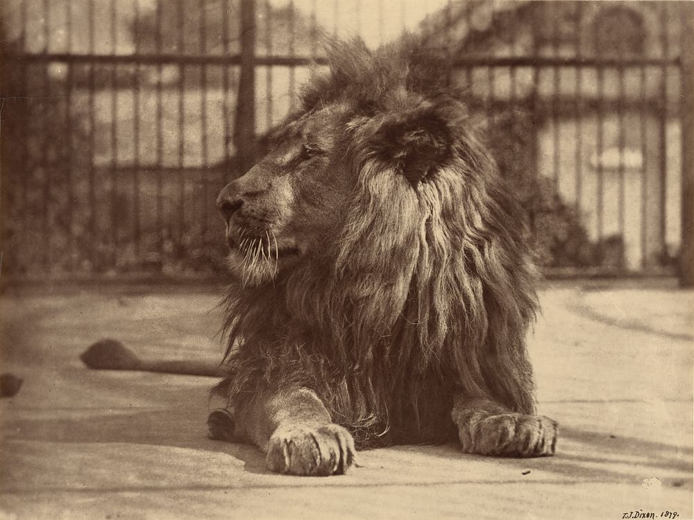 Lion at Zoo by Thomas James Dixon