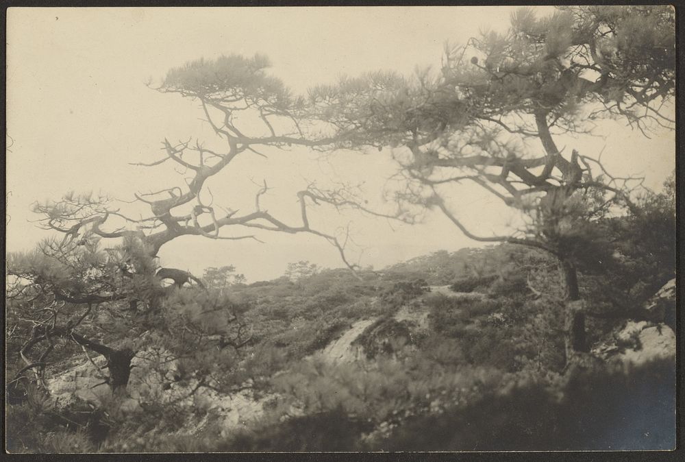 Landscape with Gnarled Trees by Louis Fleckenstein