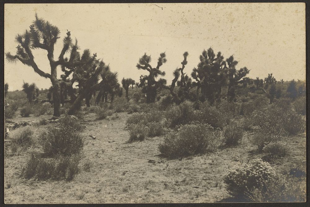 Mojave Desert by Louis Fleckenstein