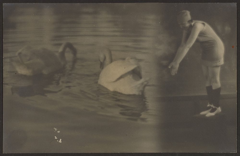 Composite of Swans and Diver by Louis Fleckenstein