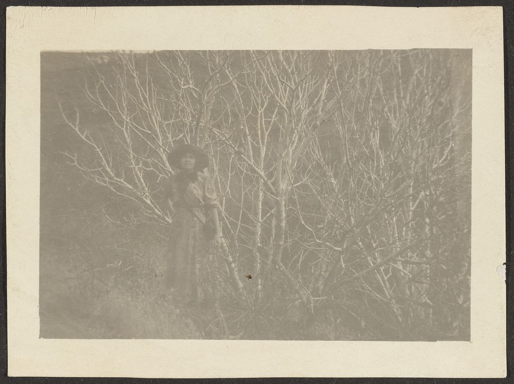 Florence among Trees by Louis Fleckenstein