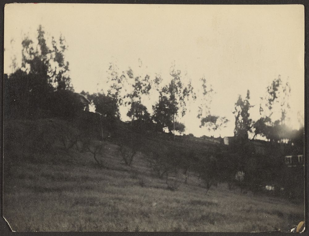 Landscape with Spindly Trees by Louis Fleckenstein