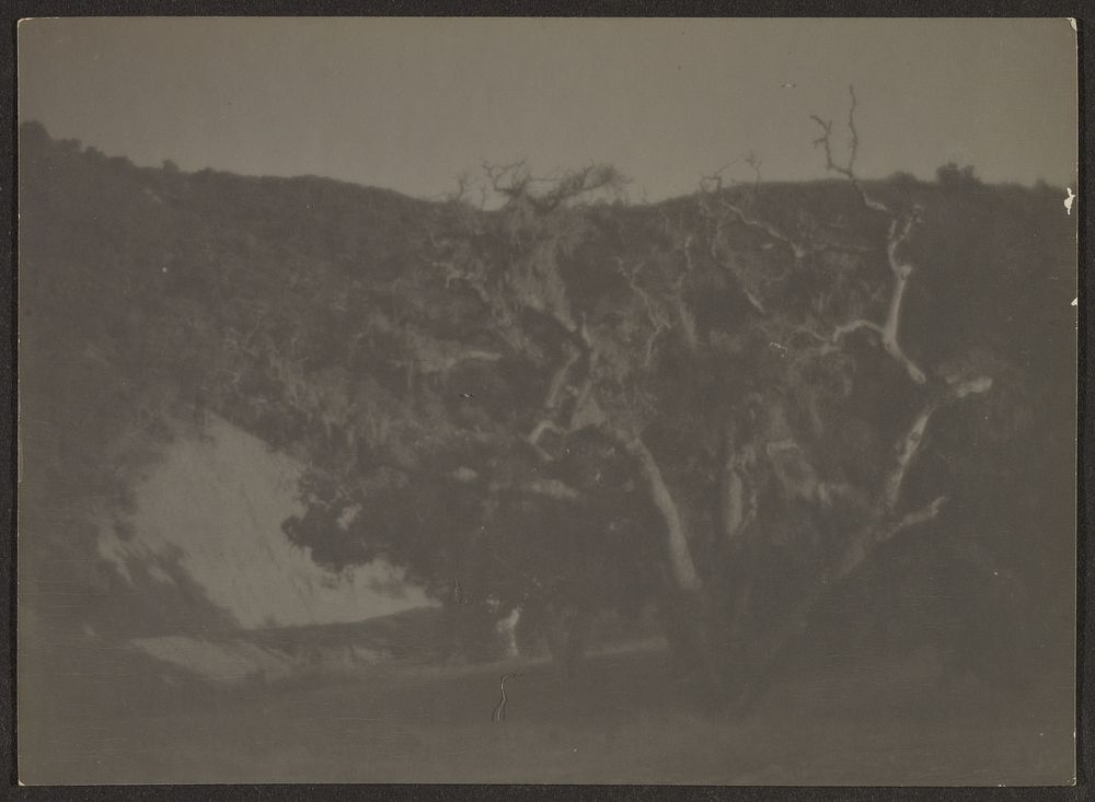 Landscape with Cypress Trees by Louis Fleckenstein
