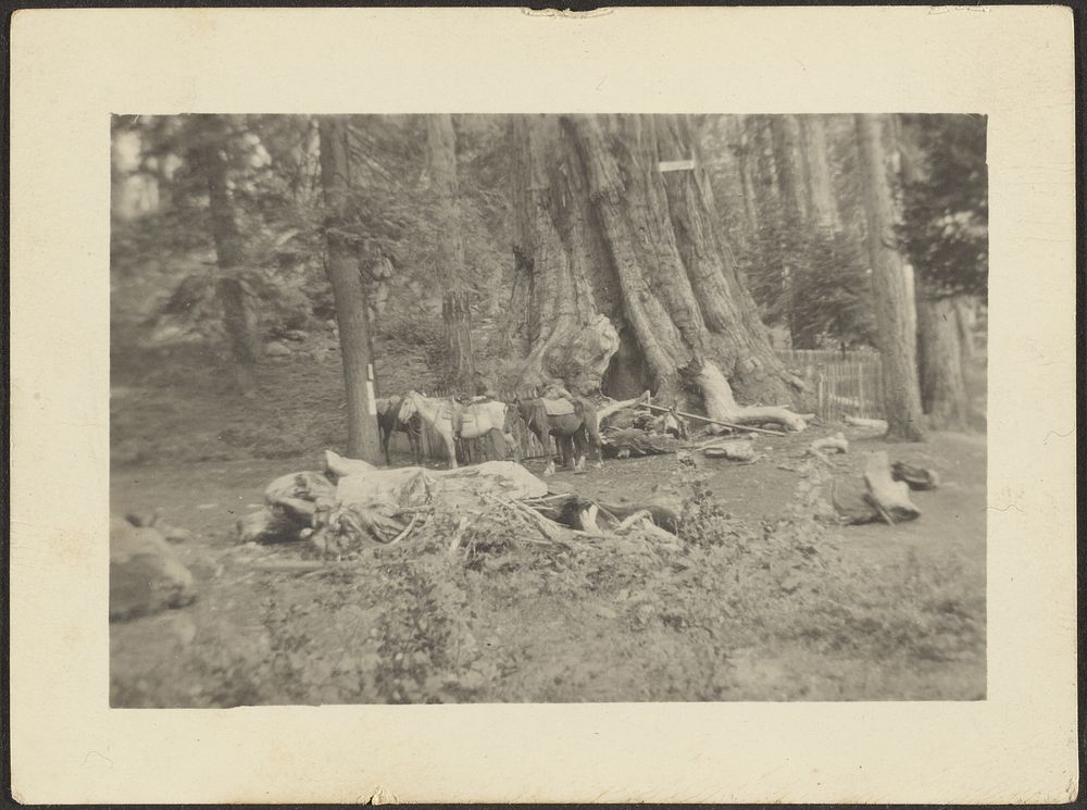 Pack Horses in Forest Clearing by Louis Fleckenstein