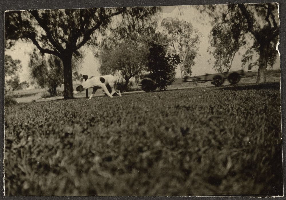 Dog on Lawn by Louis Fleckenstein