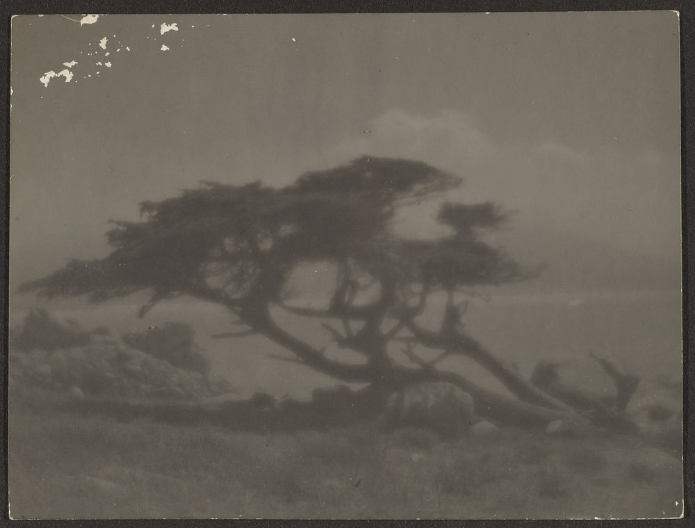 Landscape with Cypress Tree by Louis Fleckenstein
