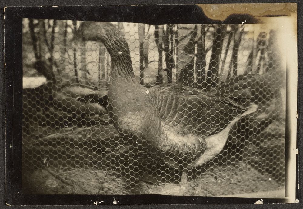 Geese in Cage by Louis Fleckenstein