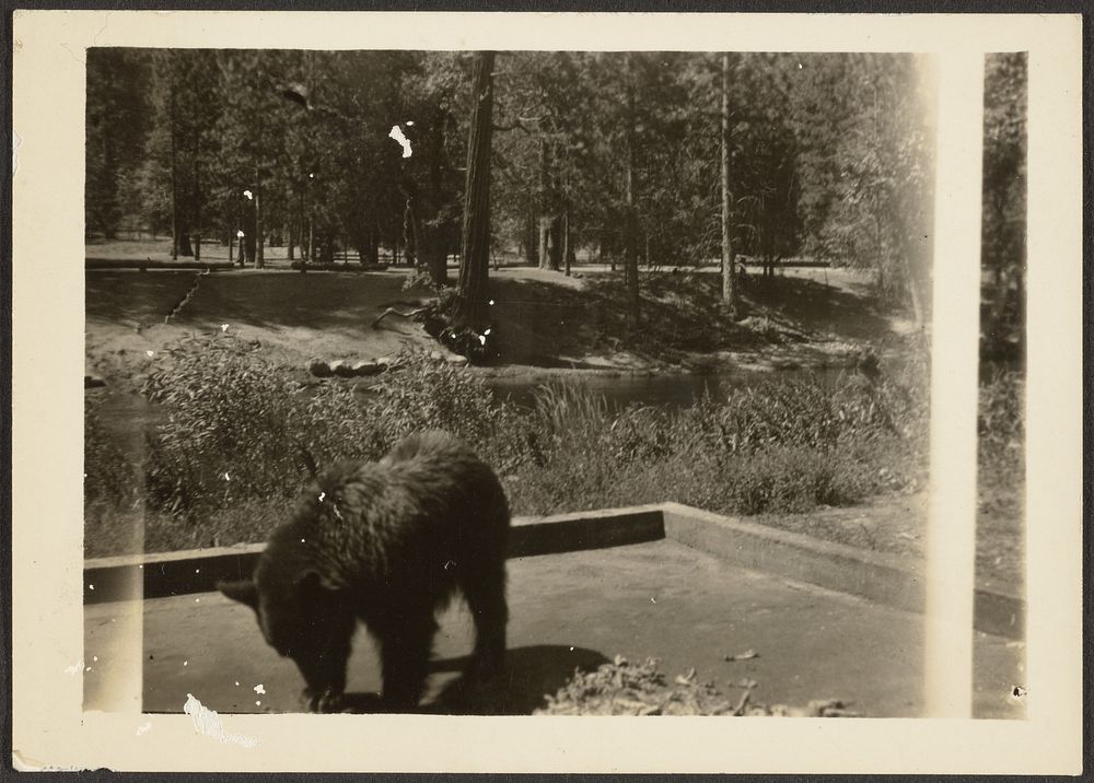 Bear at Camp Site by Louis Fleckenstein
