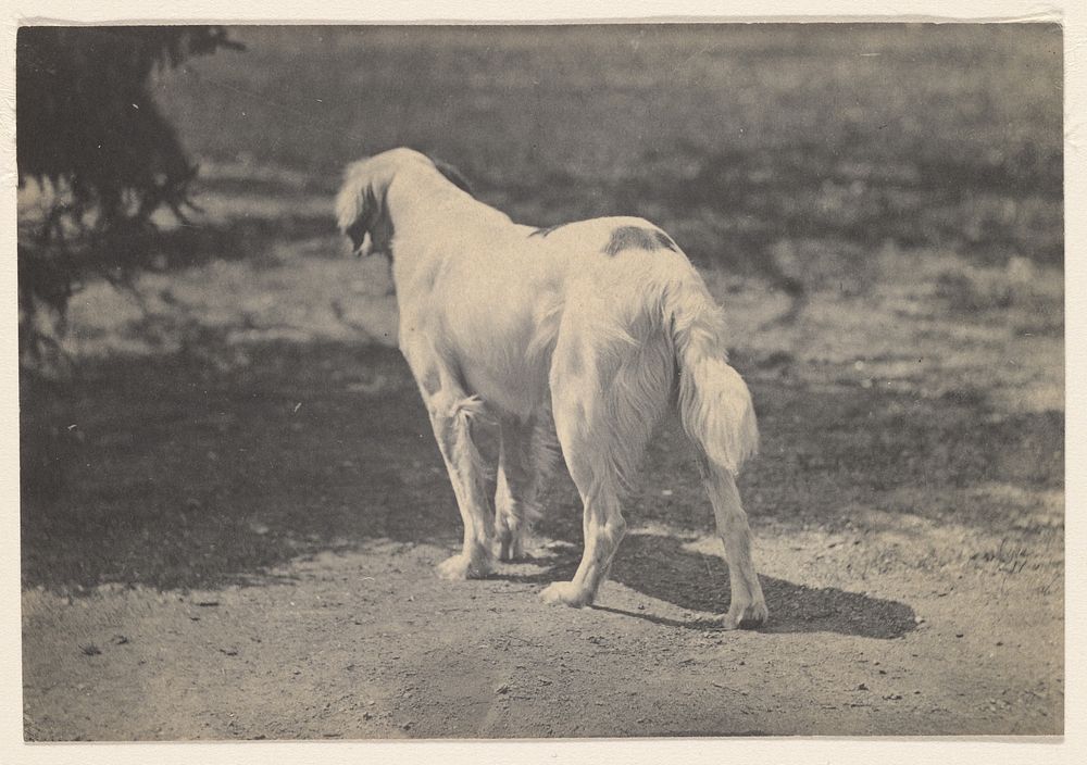 Portrait of a Dog by Thomas Eakins