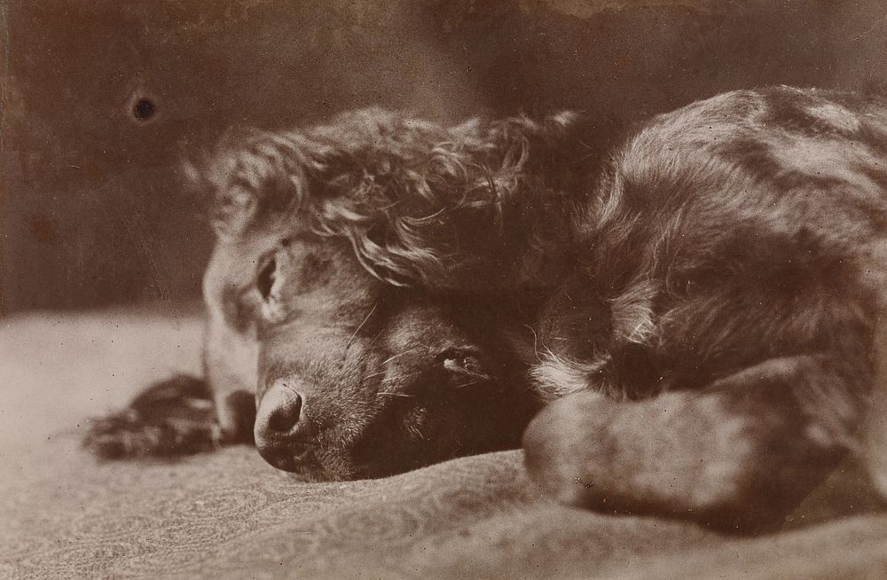 Boyce, Portrait of a Setter Dog by Thomas Eakins